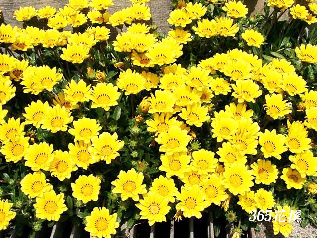 宿根ガザニアの花