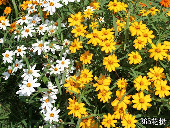 ジニア リネアリス 育て方 花の写真 ３６５花撰 栽培実践集