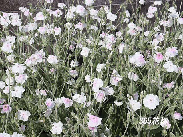 スイセンノウの花