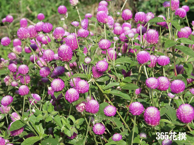 センニチコウ 育て方 花の写真 ３６５花撰 栽培実践集