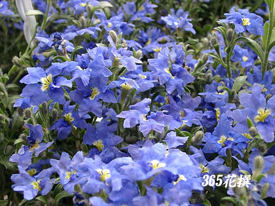 �^���s�G���̉�