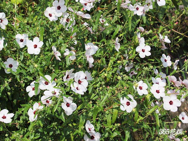 タカサゴフヨウの花