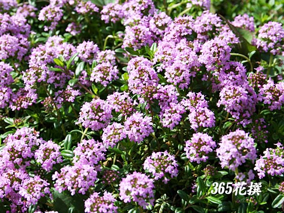 タイム・ロンギカウリスの花