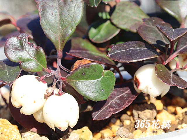 �`�F�b�J�[�x���[�̉�