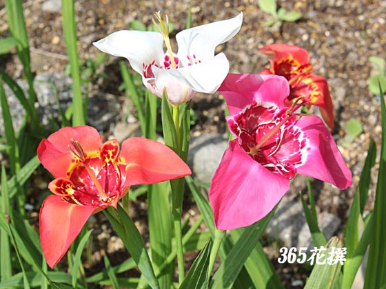 チグリジア 育て方 花の写真 ３６５花撰 栽培実践集