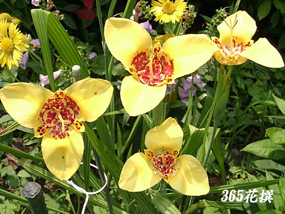 チグリジア 育て方 花の写真 ３６５花撰 栽培実践集