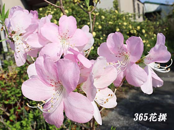 落葉性ツツジ 育て方 花の写真 ３６５花撰 栽培実践集
