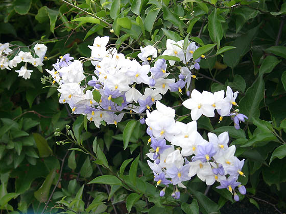 ツルハナナスの花