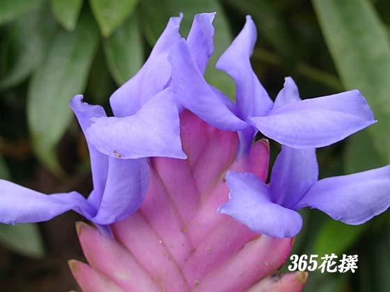チランジアの花