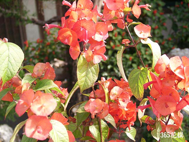 チャイニーズハットの花