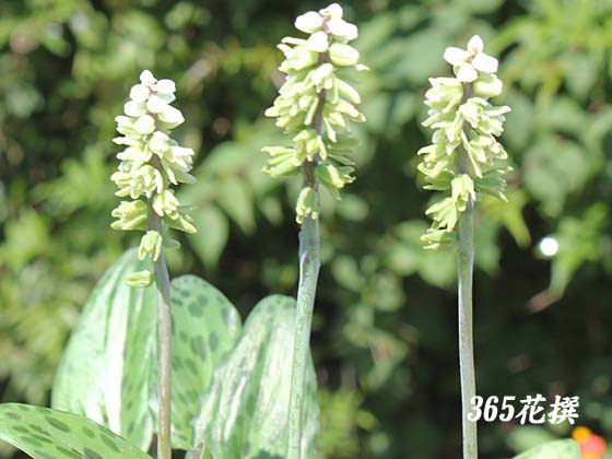 �h���~�I�v�V�X�̉�