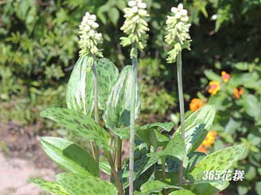 �h���~�I�v�V�X�E�}�N���[�^�̉�