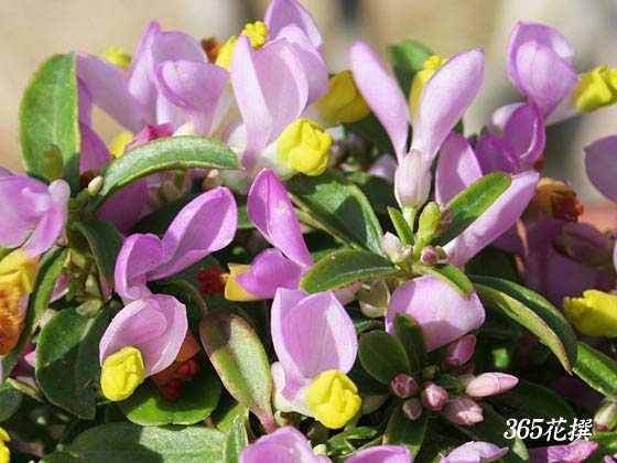 トキワヒメハギ 育て方 花の写真 ３６５花撰 栽培実践集