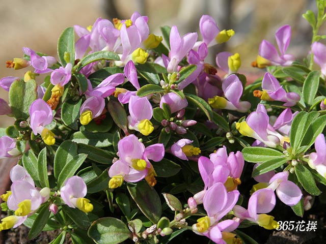トキワヒメハギ 育て方 花の写真 ３６５花撰 栽培実践集