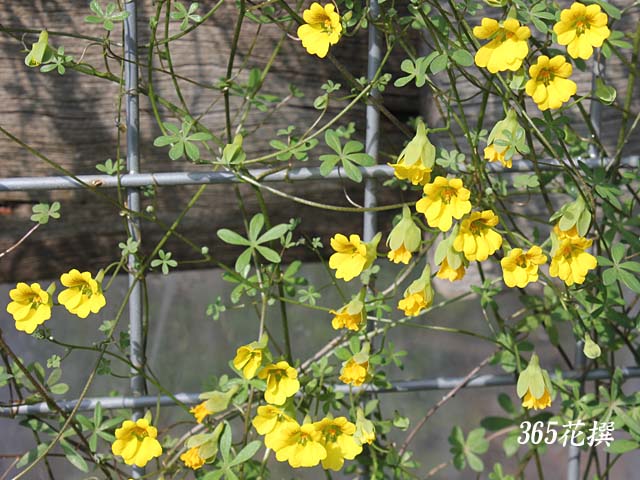 トロパエオラムの花