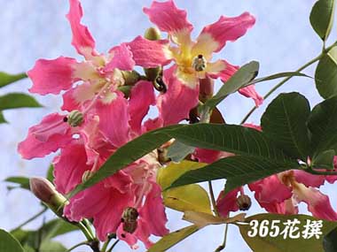 �g�b�N���L���^�̉�