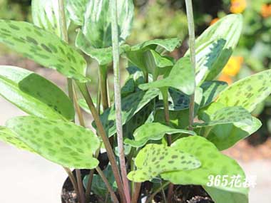 �h���~�I�v�V�X�̉�