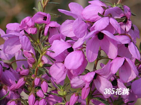 �e�g���e�J�̉�