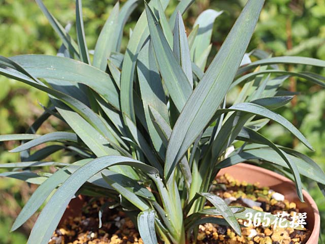 �f�B�A�l��