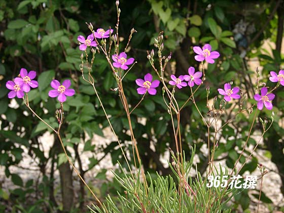 �i�c�n�i�r�̉�