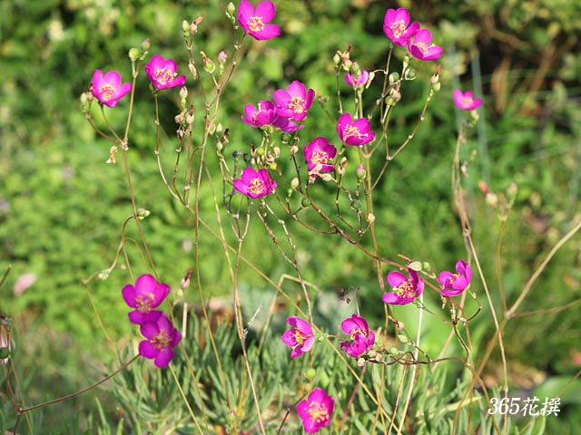 �i�c�n�i�r�̉�