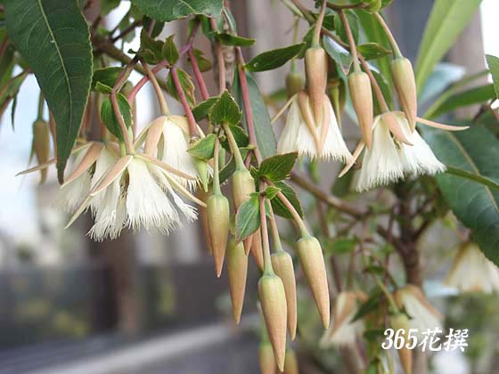 熱帯スズランの木の花