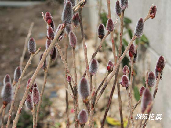 ネコヤナギ 育て方 花の写真 ３６５花撰 栽培実践集