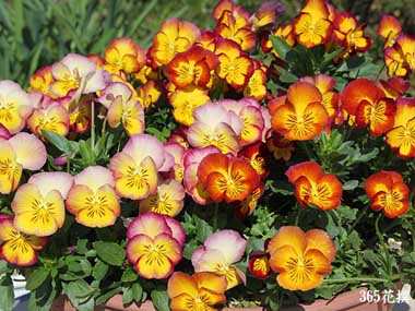 ���F�X�~���̉�