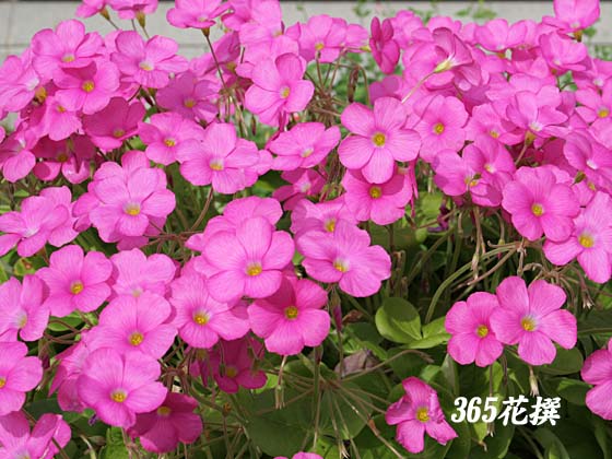 ハナカタバミの花