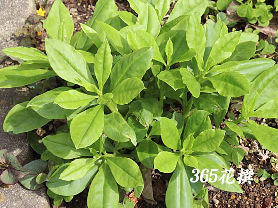 �n�[�����̉�