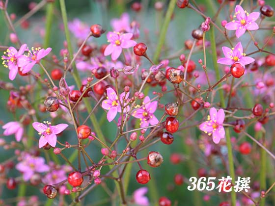 �n�[�����̉�