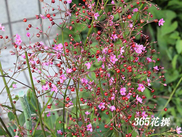 �n�[�����̉�