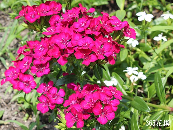 夏紅撫子の花