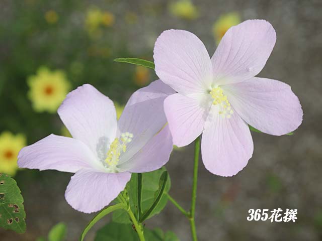 ハイビスカス・ロバツスの花