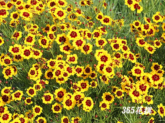 ハルシャギク 育て方 花の写真 ３６５花撰 栽培実践集