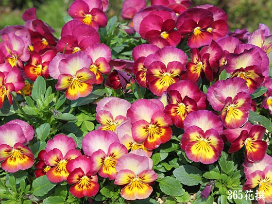 虹色スミレ ‘メープル’の花