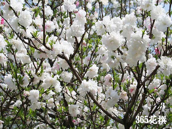 ハナモモ 育て方 花の写真 ３６５花撰 栽培実践集