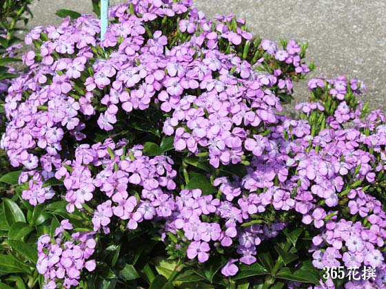 �e�T�}�[���x���_�[�f�̉�