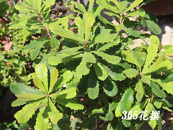 �e�C���e�O���t�H���A