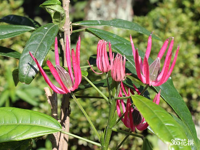 パボニアの花