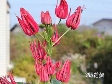 �p�{�j�A�̉�