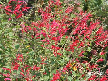 �p�C�i�b�v���Z�[�W�̉�