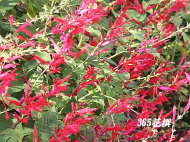 �p�C�i�b�v���Z�[�W�̉�