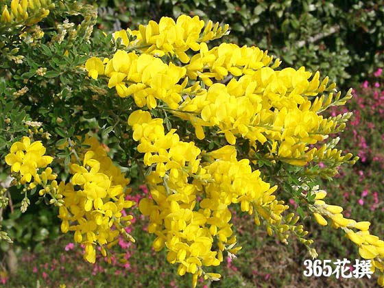 �q���G�j�V�_�̉�