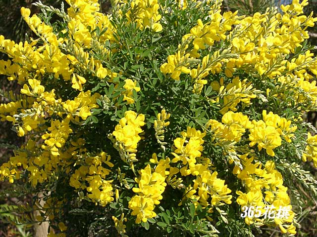 �q���G�j�V�_�̉�