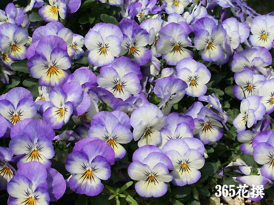 ビオラ 育て方 花の写真 ３６５花撰 栽培実践集