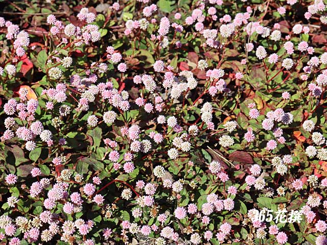 ヒメツルソバの花
