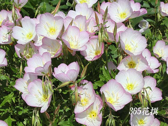 ヒルザキツキミソウ 育て方 花の写真 ３６５花撰 栽培実践集