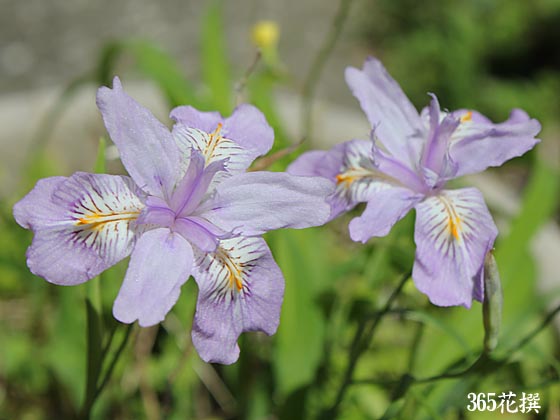 ヒメシャガの花