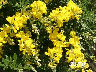 �q���G�j�V�_�̉�